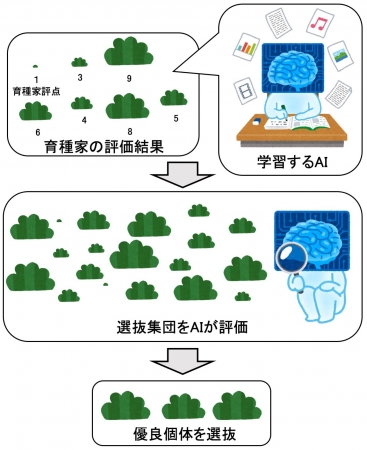 AIによる優良個体選抜の概念図：農研機構提供